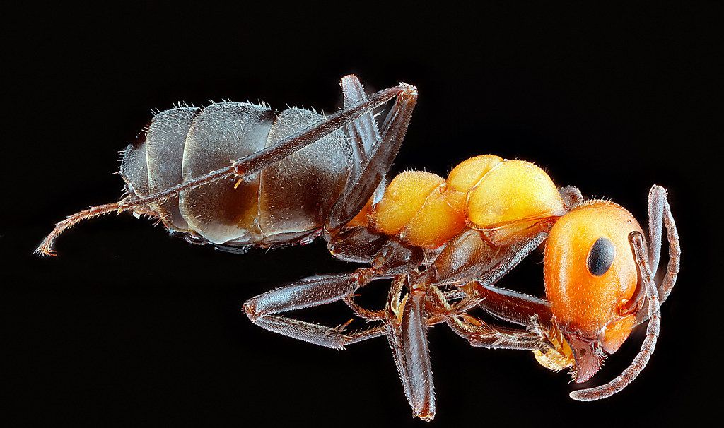 Ant Control service in Murrieta, CA