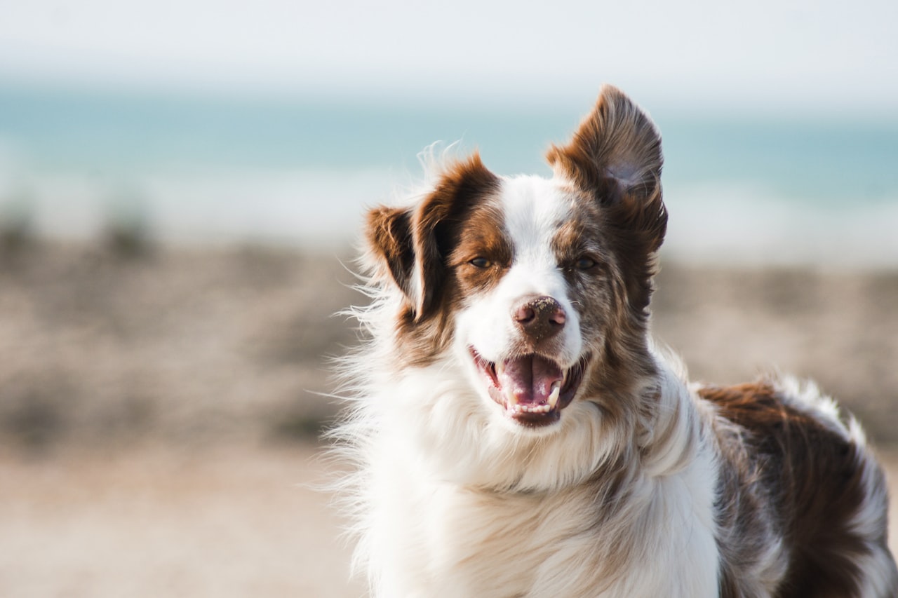 Flea & Tick Control service in Murrieta, CA