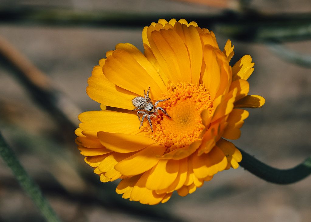 Spider Control service in Murrieta, CA